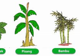 Kelompok Tumbuhan Yang Dapat Berkembang Biak Melalui Stolon Adalah